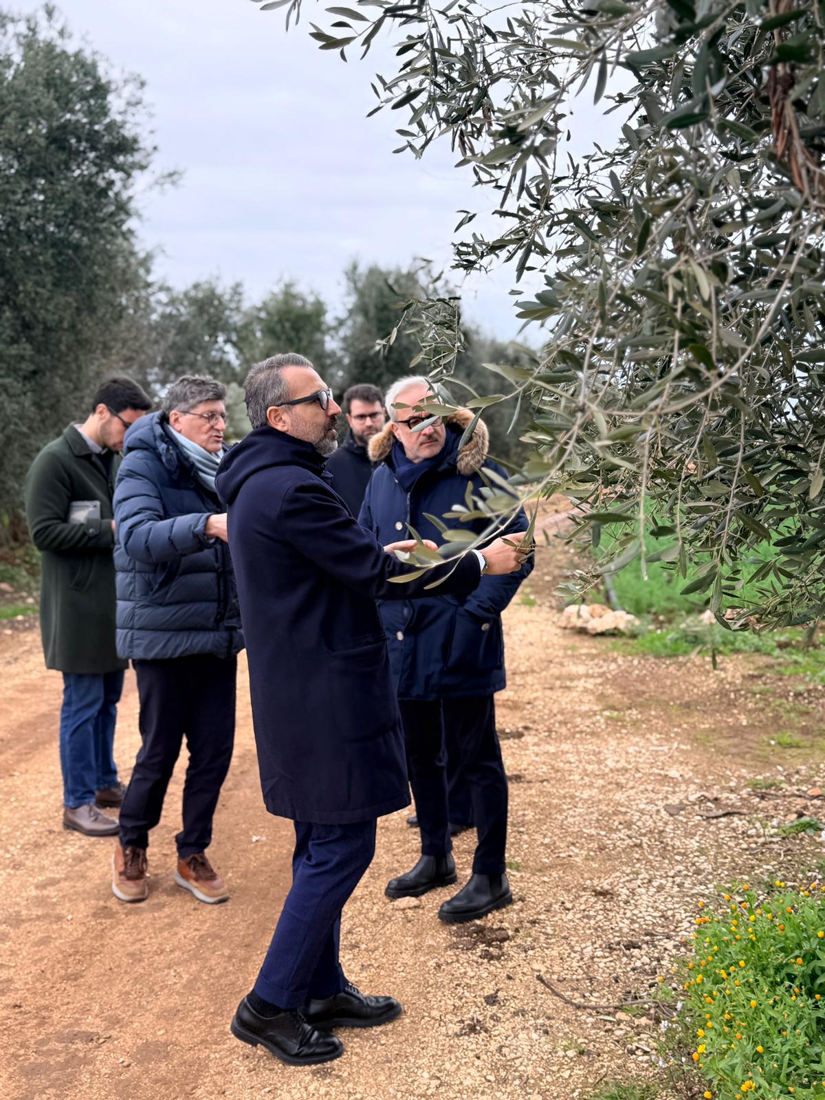 Galleria Xylella in agro di Bitonto, assessore Paolicelli: “Caso isolato, manteniamo alta l’attenzione